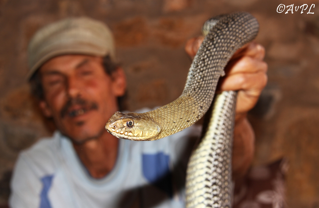 malpolon monspessulanus, Montpellier snake, Morocco, adult, anthonyvpl, snake catcher