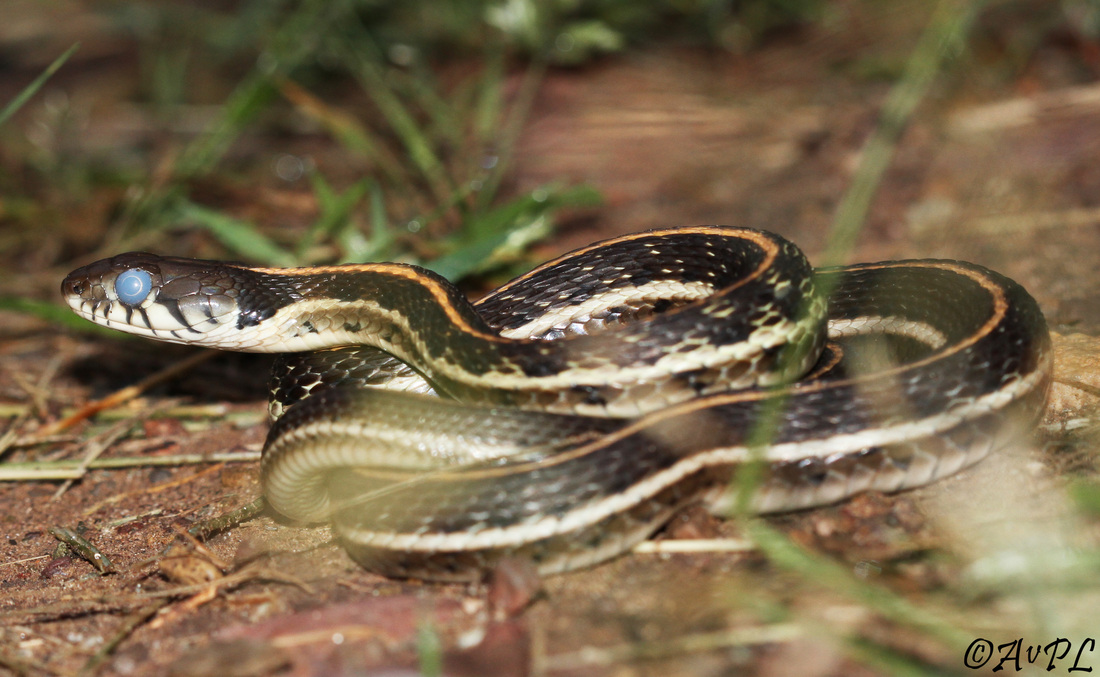Anthonyvpl, Arizona, Herp, Trip, AVPL, Black-necked Garter Snake, Thamnophis cyrtopsis