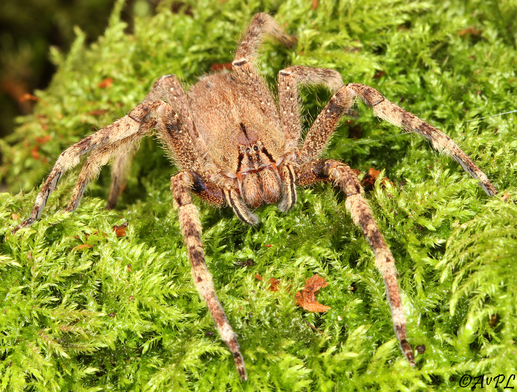 Avpl, Brazilian wandering spider, Phoneutria fera, Anthonyvpl, Eco Animal Encounters