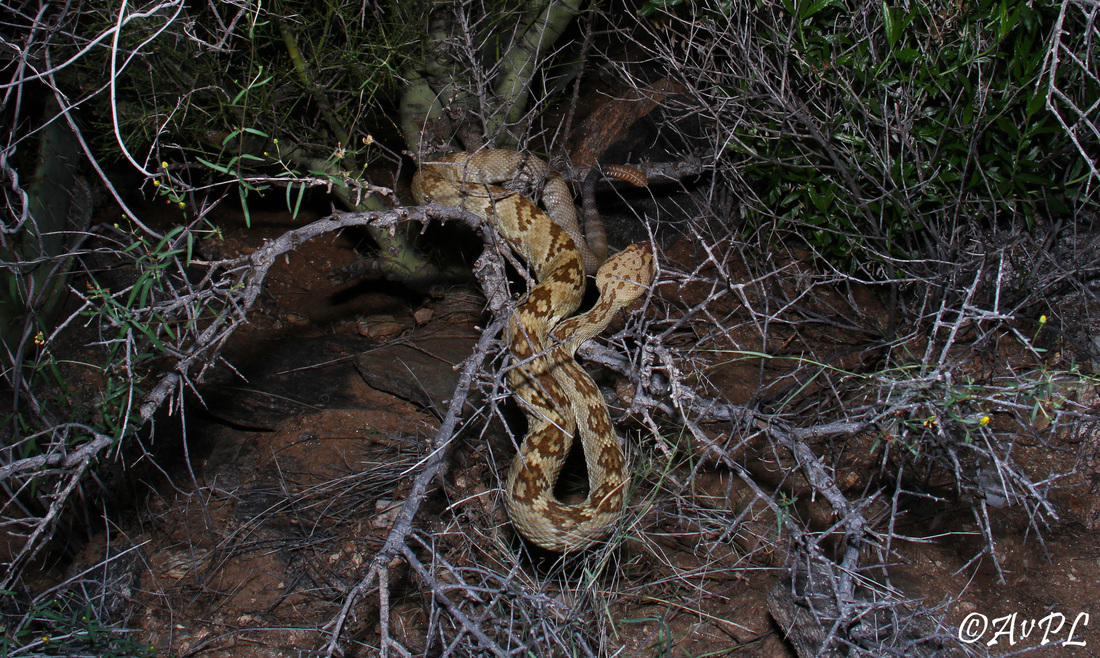 Anthonyvpl, Arizona, Herp, Trip, AVPL, In-Situ, Black Tailed Rattlesnake Crotalus molossus, Red Rock