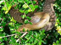 Wild Aesculapian snake, Aesculapian Snake, Zamenis longissimus, Anthonyvpl, Anthony Plettenberg Laing