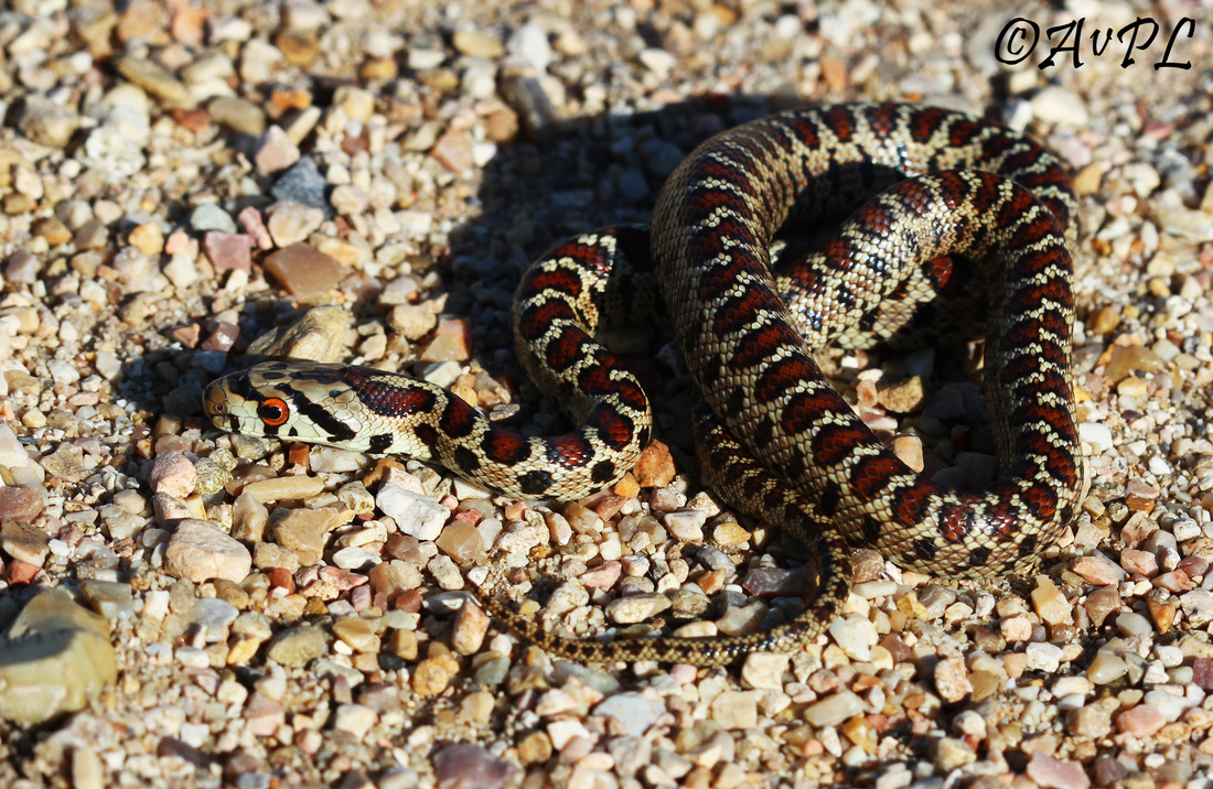 Avpl, Leopard Snake, Zamenis situla, Anthonyvpl, Greece, Corfu