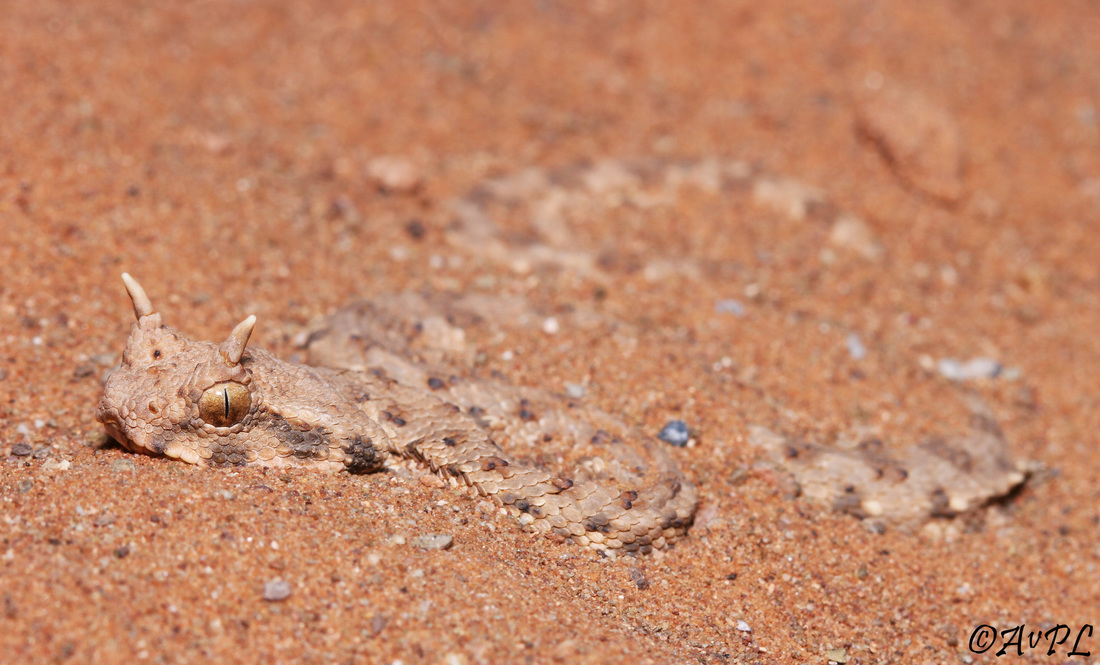 Cerastes cerastes, Desert Horned Viper, Morocco, anthonyvpl, juvenile