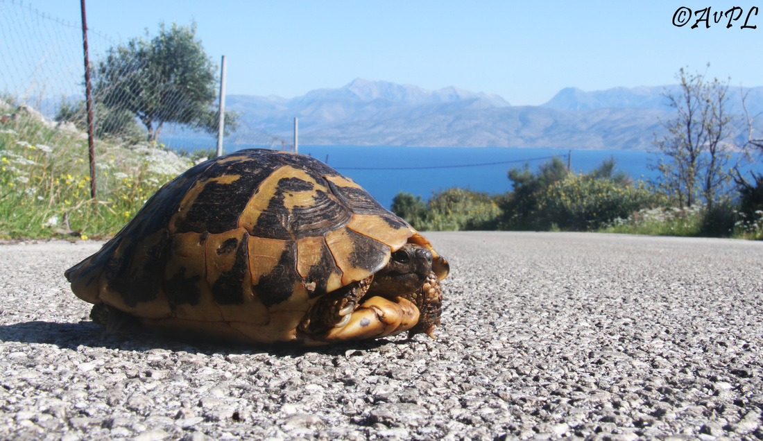 Avpl, Hermann's Tortoise, Testudo hermanni, Anthonyvpl, Greece, Corfu