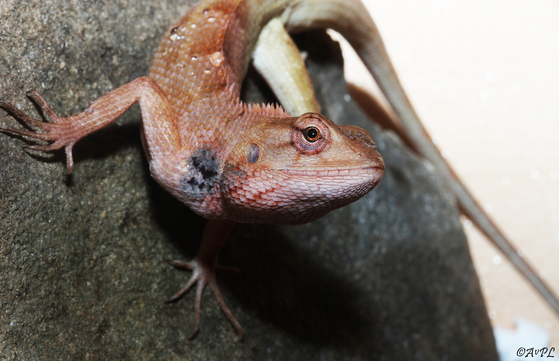Avpl, Oriental Garden Lizard, Calotes versicolor, Anthonyvpl