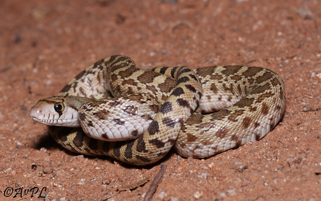  Anthonyvpl, Arizona, Herp, Trip, AVPL, Juvenile, Gopher Snake, Pituophis catenifer, Red Rock