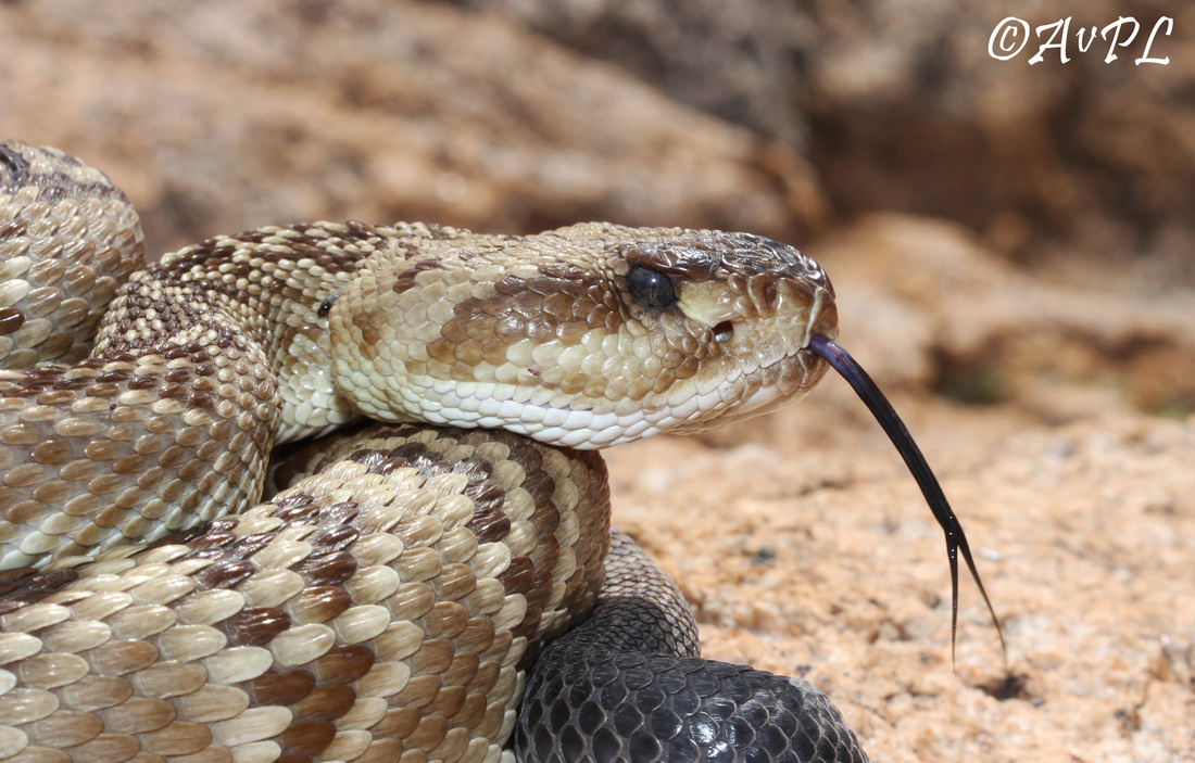 Anthonyvpl, Arizona, Herp, Trip, AVPL, Black Tailed Rattlesnake, Crotalus molossus, Granite Gap