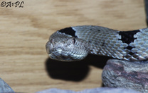 Banded Rock Rattlesnake, Crotalus lepidus klauberi, Karl Ellis 