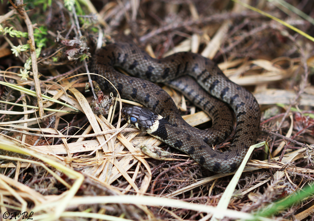 Avpl, Grass Snake, Natrix natrix helvetica, Anthonyvpl, Anthony Plettenberg Laing, Dorset