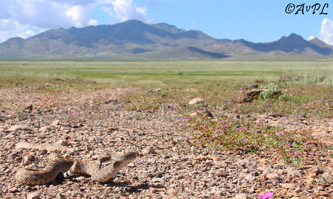 Western Diamondback Rattlesnake, Crotalus atrox, Antelope Pass, Anthonyvpl, Anthony, Arizona, Herp, Trip, AVPL