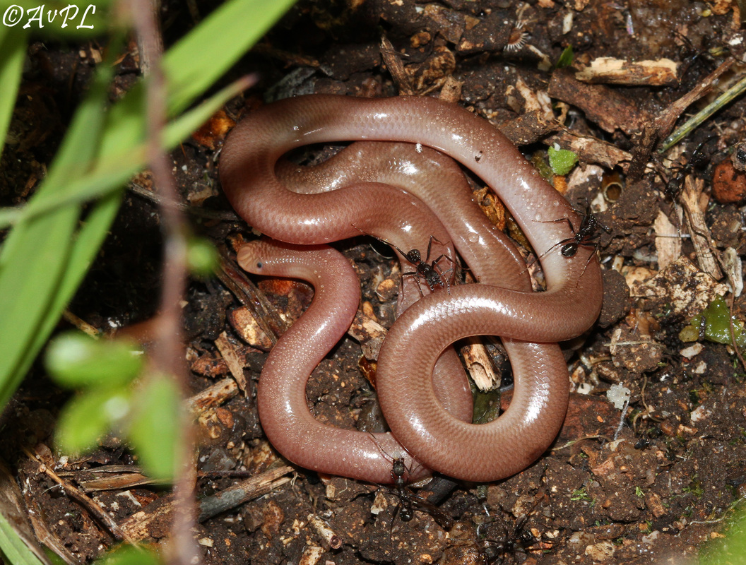 Avpl,  European Worm Snake, Typhlops vermicularis, Anthonyvpl, Greece, Corfu