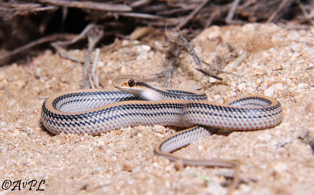 Anthonyvpl, Arizona, Herp, Trip, AVPL, Western Patch Nosed Snake, Salvadora hexalepis