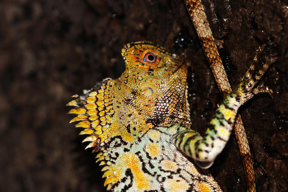 Avpl, Chameleon Forest Dragon, Gonocephalus chamaeleontinus, Anthonyvpl