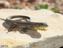 Avpl,  Balkan Green Lizard, Lacerta trilineata, Anthonyvpl, Greece, Corfu