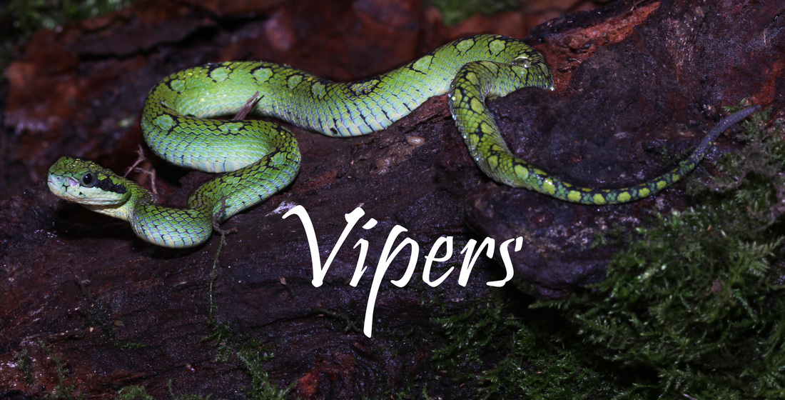 Vipers link Avpl Anthony Trimeresurus