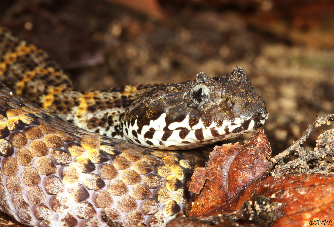 Avpl, Rough-scaled death adder, Acanthophis rugosus, Anthonyvpl, Eco Animal Encounters