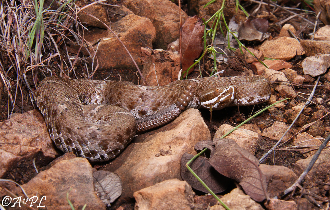 Anthonyvpl, Arizona, Herp, Trip, AVPL, Ridge Nosed Rattlesnake, Crotalus willardi, Huachuca Mountains