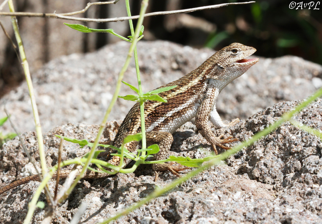 Anthonyvpl, Arizona, Herp, Trip, AVPL, Striped Plateau Lizard, Sceloporus virgatus