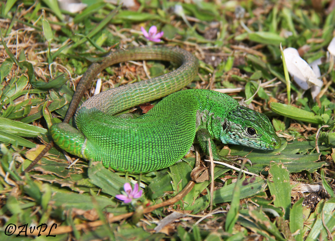 Avpl,  Green Lizard, Lacerta viridis, Anthonyvpl, Greece, Corfu