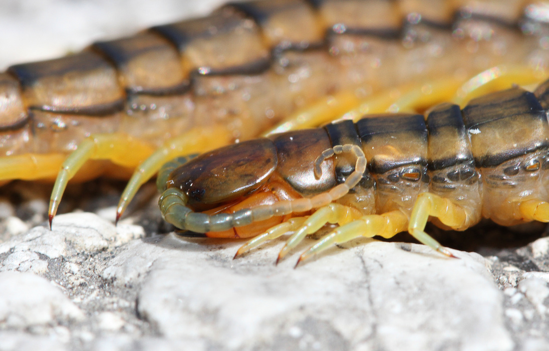 Avpl, Megarian banded centipede, Scolopendra cingulata, Anthonyvpl, Greece, Corfu