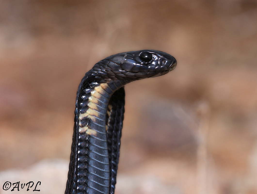 anthonyvpl, Morocco, egyptian cobra, naja haje legionis, juvenile, head