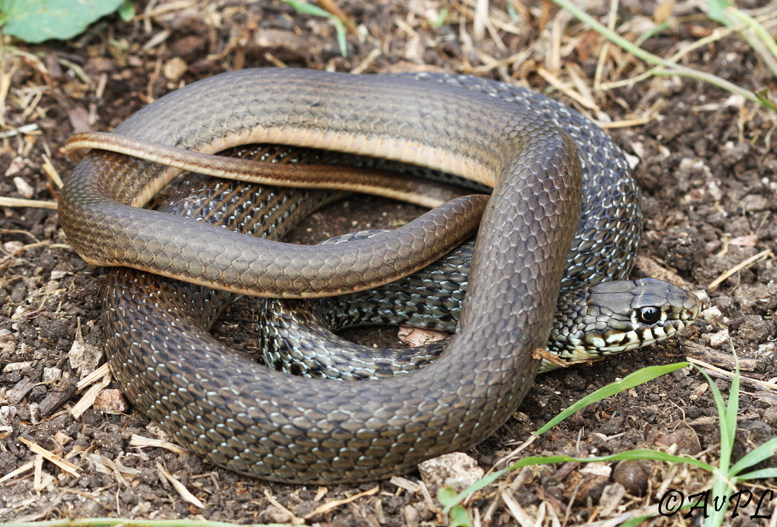 Avpl, Balkan Whip Snake, Hierophis gemonensis, Anthonyvpl, Greece, Corfu