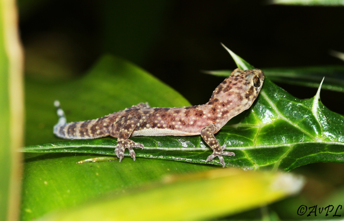 Avpl, Turkish House Gecko, Hemidactylus turcicus, Anthonyvpl, Greece, Corfu