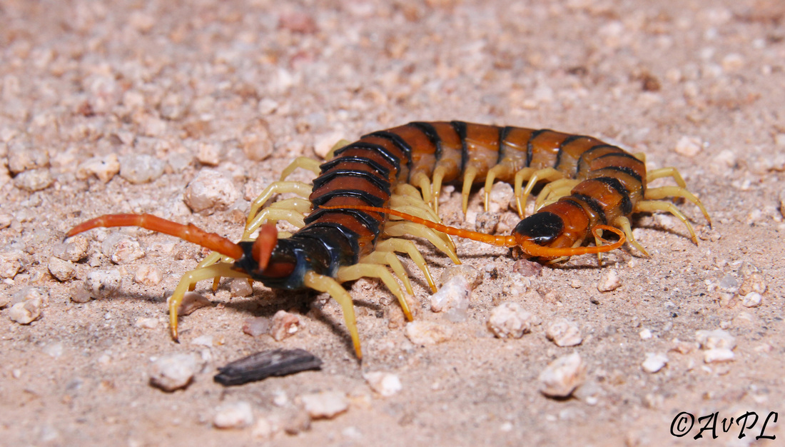  Anthonyvpl, Arizona, Herp, Trip, AVPL, Arizona Giant Centipede, Scolopendra heros arizonensis