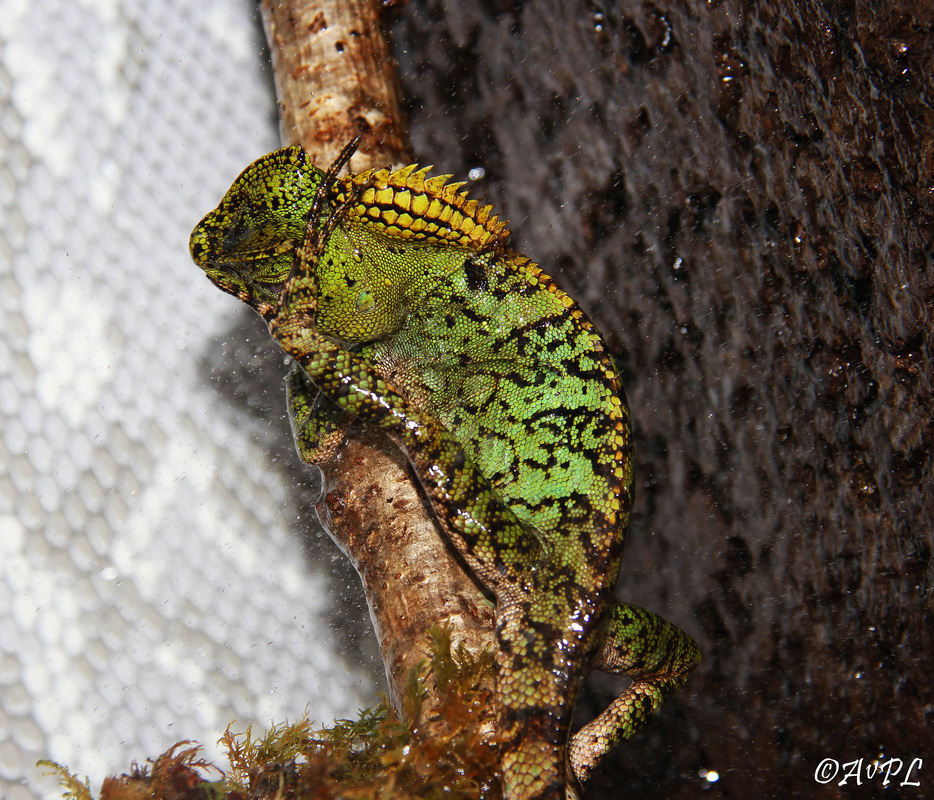 Avpl, Chameleon Forest Dragon, Gonocephalus chamaeleontinus, Anthonyvpl