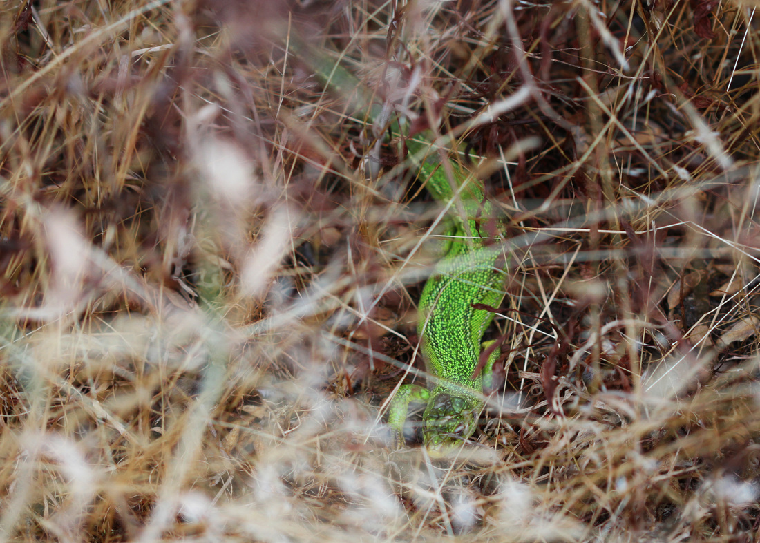 Avpl, Green Lizard, Lacerta viridis, Anthonyvpl, Anthony Plettenberg Laing, Dorset