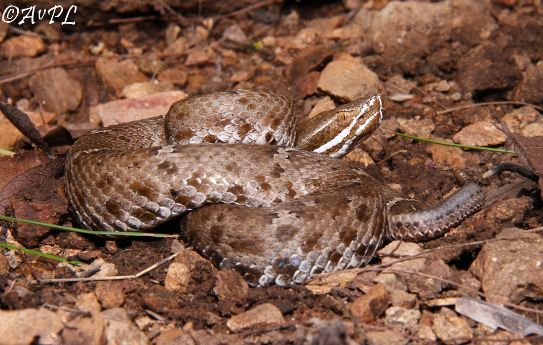 Anthonyvpl, Arizona, Herp, Trip, AVPL, Ridge Nosed Rattlesnake, Crotalus willardi, Huachuca Mountains