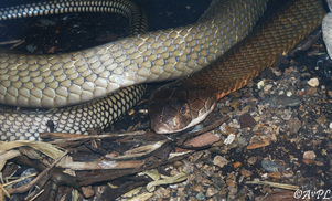 Avpl, King Cobra, Ophiophagus hannah, Anthonyvpl, Anthony Plettenberg Laing, London Zoo, ZSL