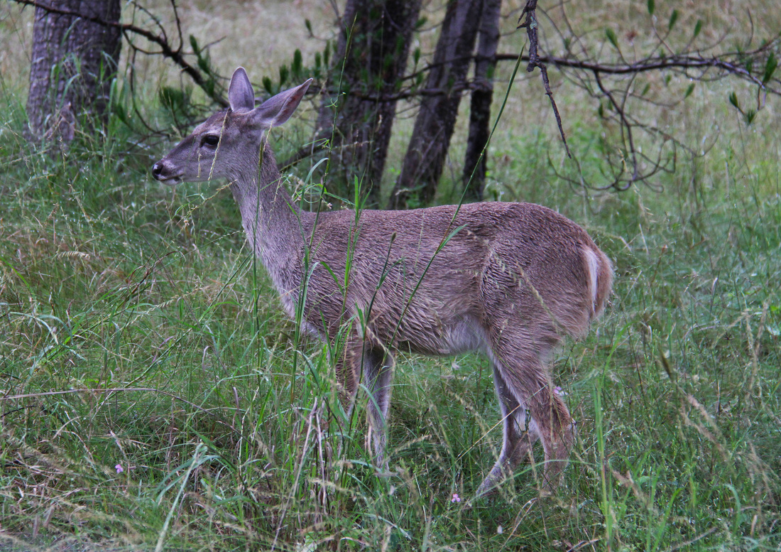  Anthonyvpl, Arizona, Herp, Trip, AVPL, White Tailed Deer, Odocoileus virginianus