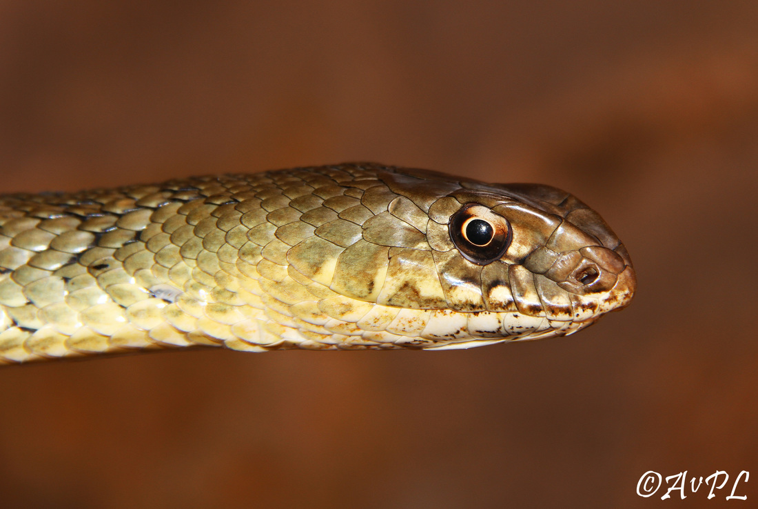 malpolon monspessulanus, Montpellier snake, Morocco, adult, anthonyvpl