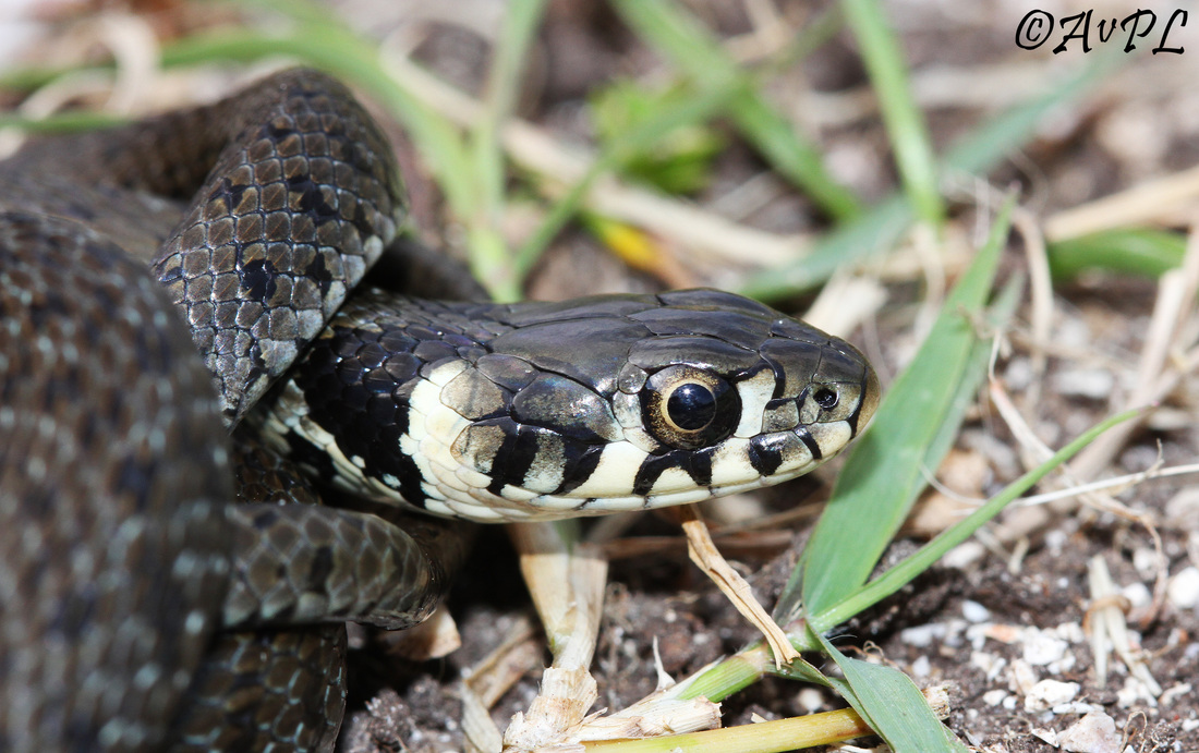 Avpl,  Grass Snake, Natrix natrix persa, Anthonyvpl, Greece, Corfu