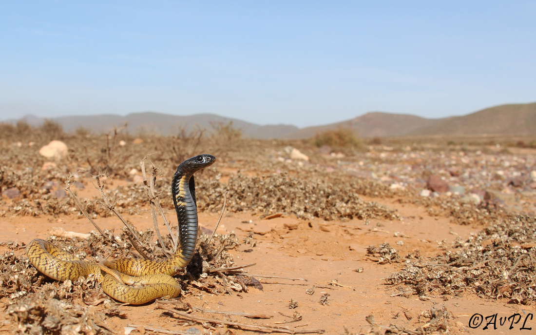 anthonyvpl, Morocco, egyptian cobra, naja haje legionis, juvenile, wide angle, habitat