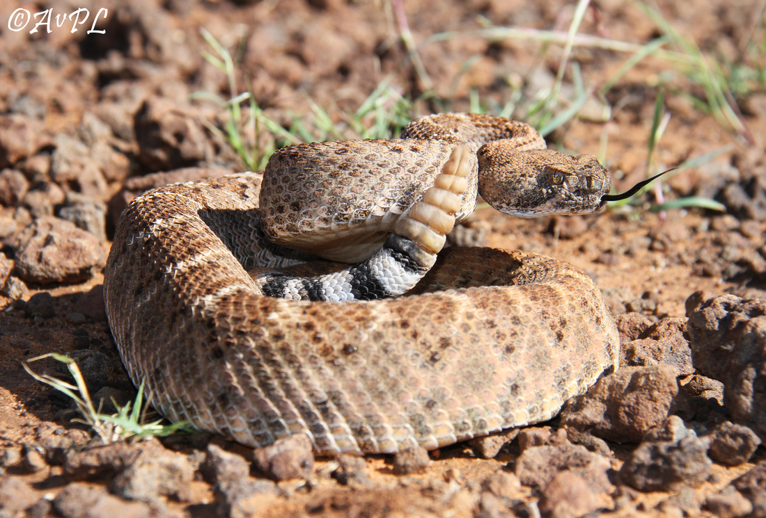 Anthonyvpl, Arizona, Herp, Trip, AVPL, Western Diamondback Rattlesnake, Crotalus atrox, Antelope Pass