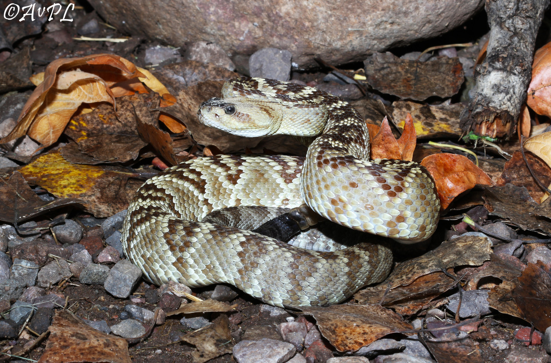 Anthonyvpl, Arizona, Herp, Trip, AVPL, Black Tailed Rattlesnake, Crotalus molossus, Chiricahua Mountains