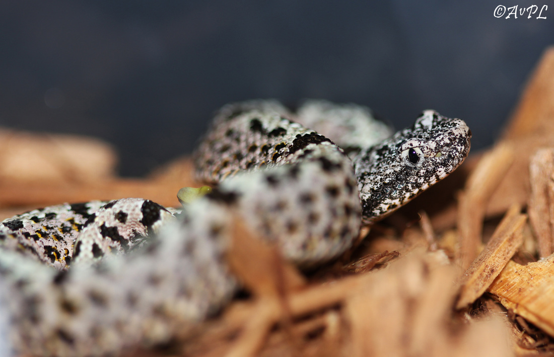 Banded Rock Rattlesnake, Crotalus lepidus klauberi,, Anthonyvpl, AVPL, Arizona, Chiricahua Desert Museum, Tarahumara Mountains
