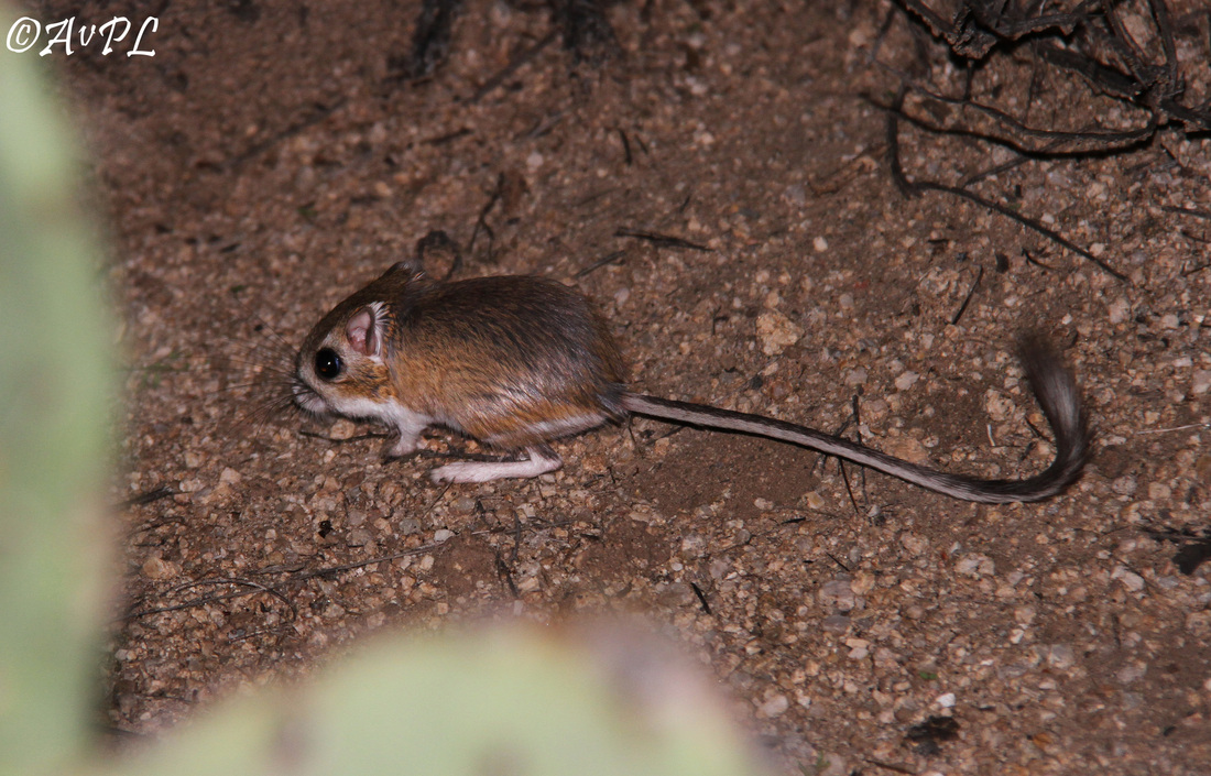  Anthonyvpl, Arizona, Herp, Trip, AVPL, Kangaroo Rat, Dipodomys sp.