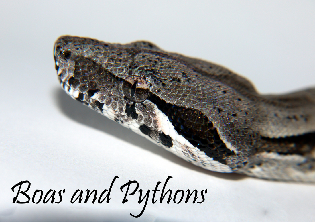 Boas and Pythons link Avpl Anthony Constrictor 