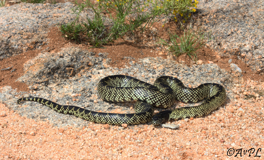  Anthonyvpl, Arizona, Herp, Trip, AVPL, Desert King Snake, Lampropeltis getula splendida