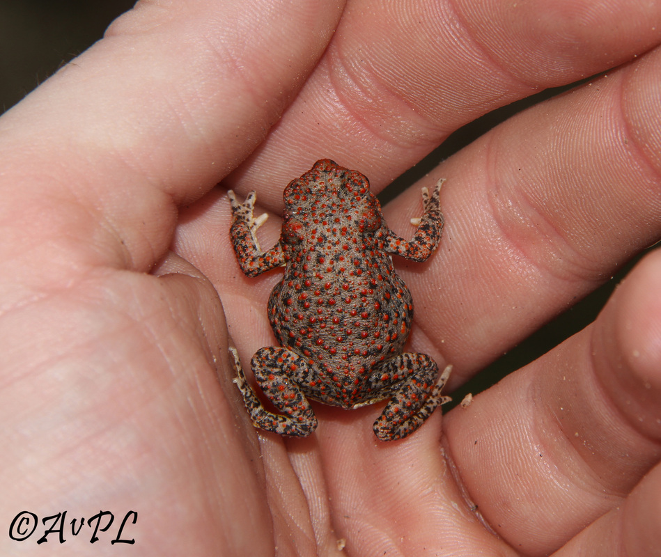  Anthonyvpl, Arizona, Herp, Trip, AVPL, Juvenile, Red Spotted Toad, Anaxyrus punctatus