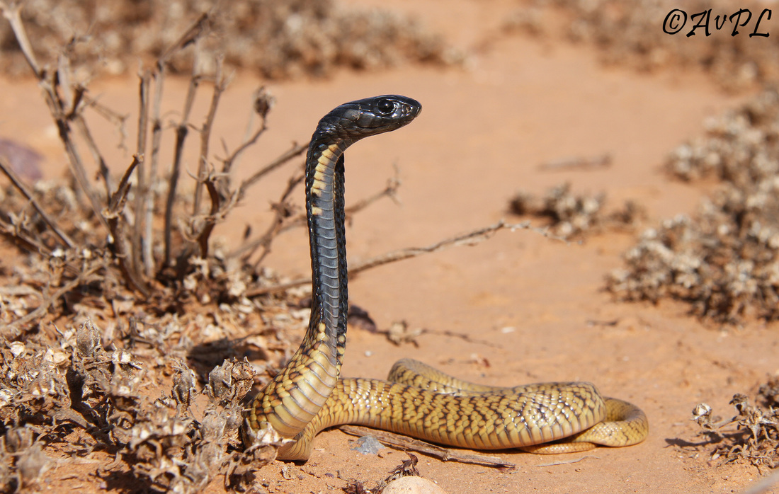 anthonyvpl, Morocco, egyptian cobra, naja haje legionis, juvenile