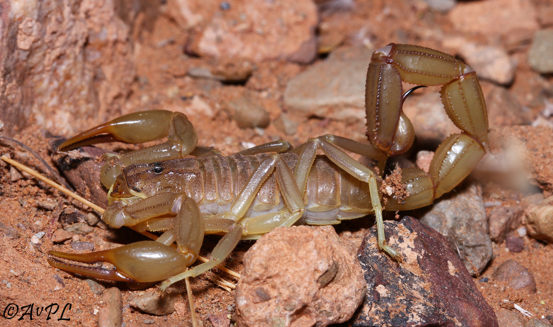 Adult scorpion, Buthus, Morocco, anthonyvpl