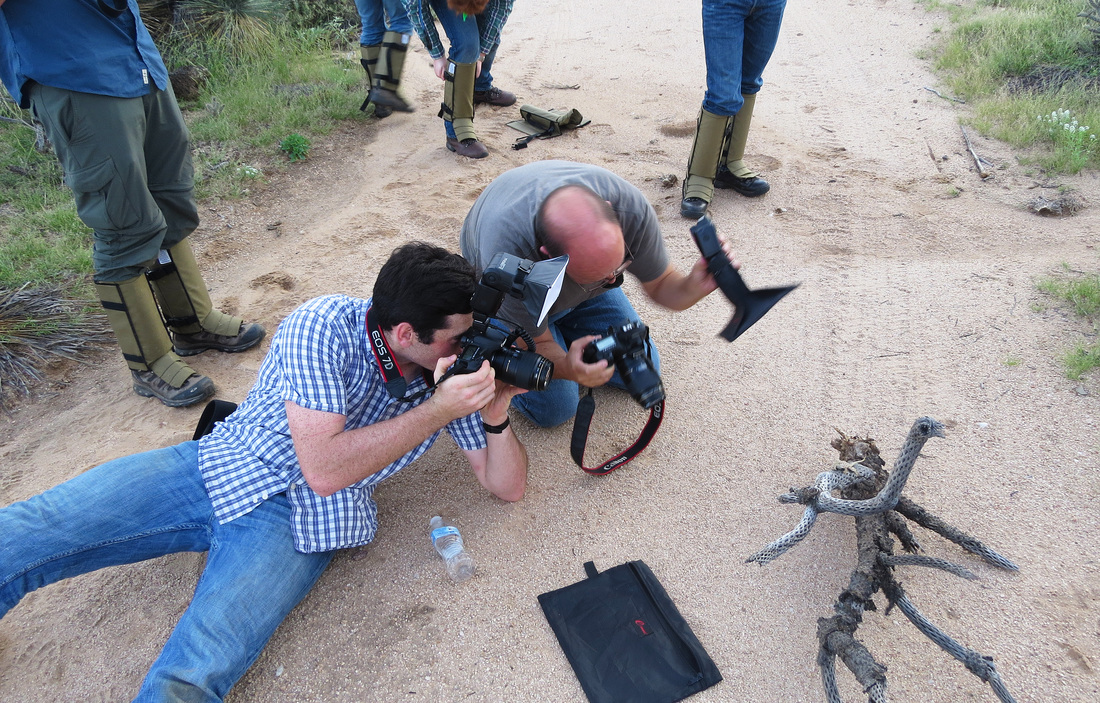 Anthony, Wolfgang Wüster, photographing, Leopard Lizard, Gambelia wislizenii, Anthonyvpl, Arizona, Herp, Trip, AVPL, Granite Gap