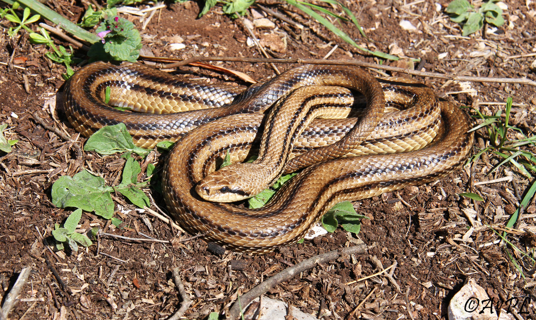 Avpl, Four Lined Snake, Elaphe quatuorlineata, Anthonyvpl, Greece, Corfu