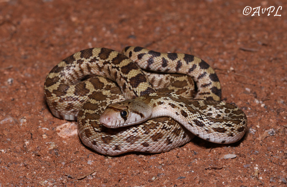  Anthonyvpl, Arizona, Herp, Trip, AVPL, Juvenile, Gopher Snake, Pituophis catenifer, Red Rock