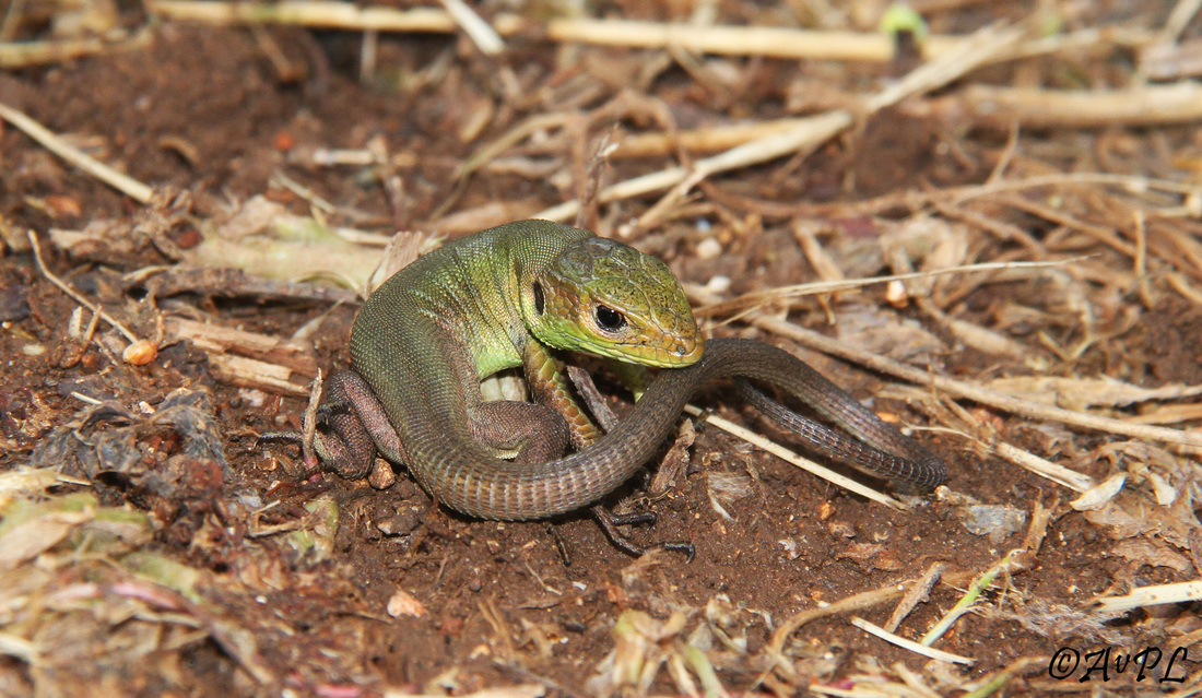 Avpl,  Green Lizard, Lacerta viridis, Anthonyvpl, Greece, Corfu
