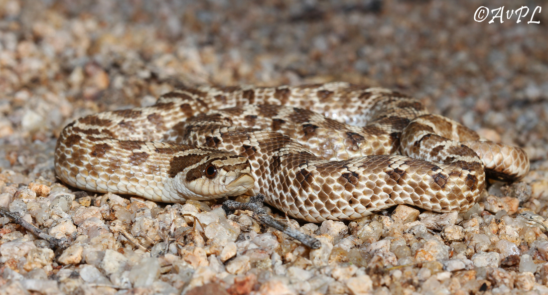 Anthonyvpl, Arizona, Herp, Trip, AVPL, Mexican Hognose Snake - Heterodon kennerlyi
